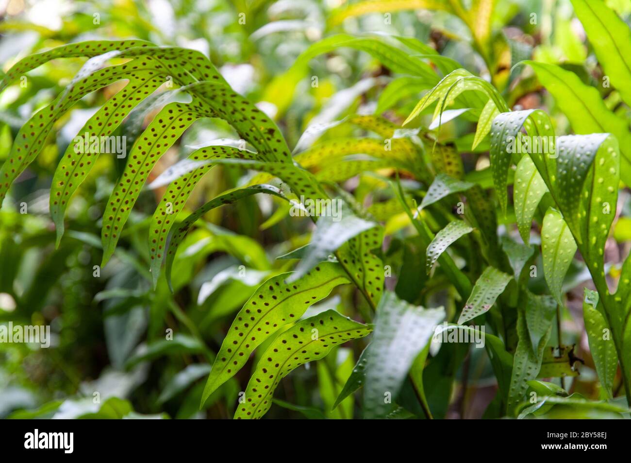 Close-up of a green leaves of Polypody Family, Polypodiaceae with Back light Stock Photo