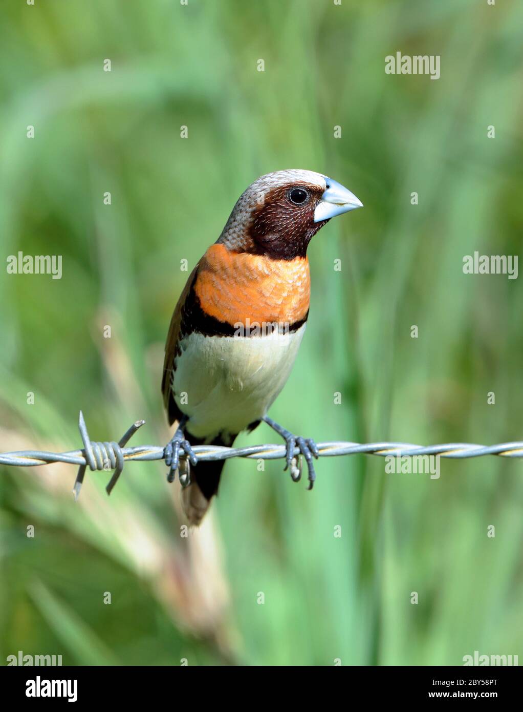 Chestnut-breasted mannikin, Chestnut-breasted Munia, Bully Bird (Lonchura castaneothorax), Perched on barbed wire. Also known as the Chestnut-breasted Munia or Bully Bird., Australia, Queensland Stock Photo