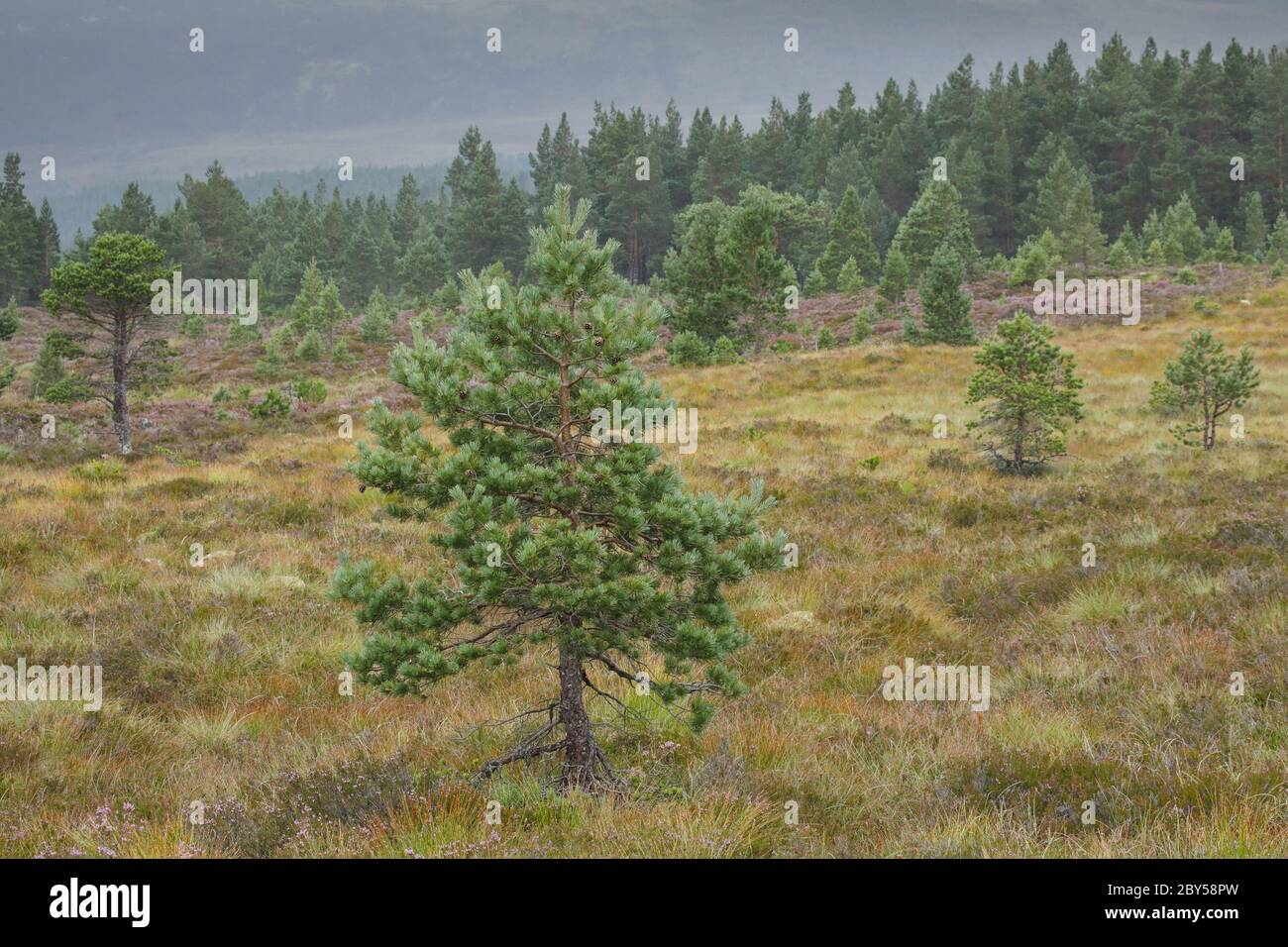 Scotch pine, Scots pine (Pinus sylvestris), Scotch pines and heath, United Kingdom, Scotland, Cairngorms National Park Stock Photo