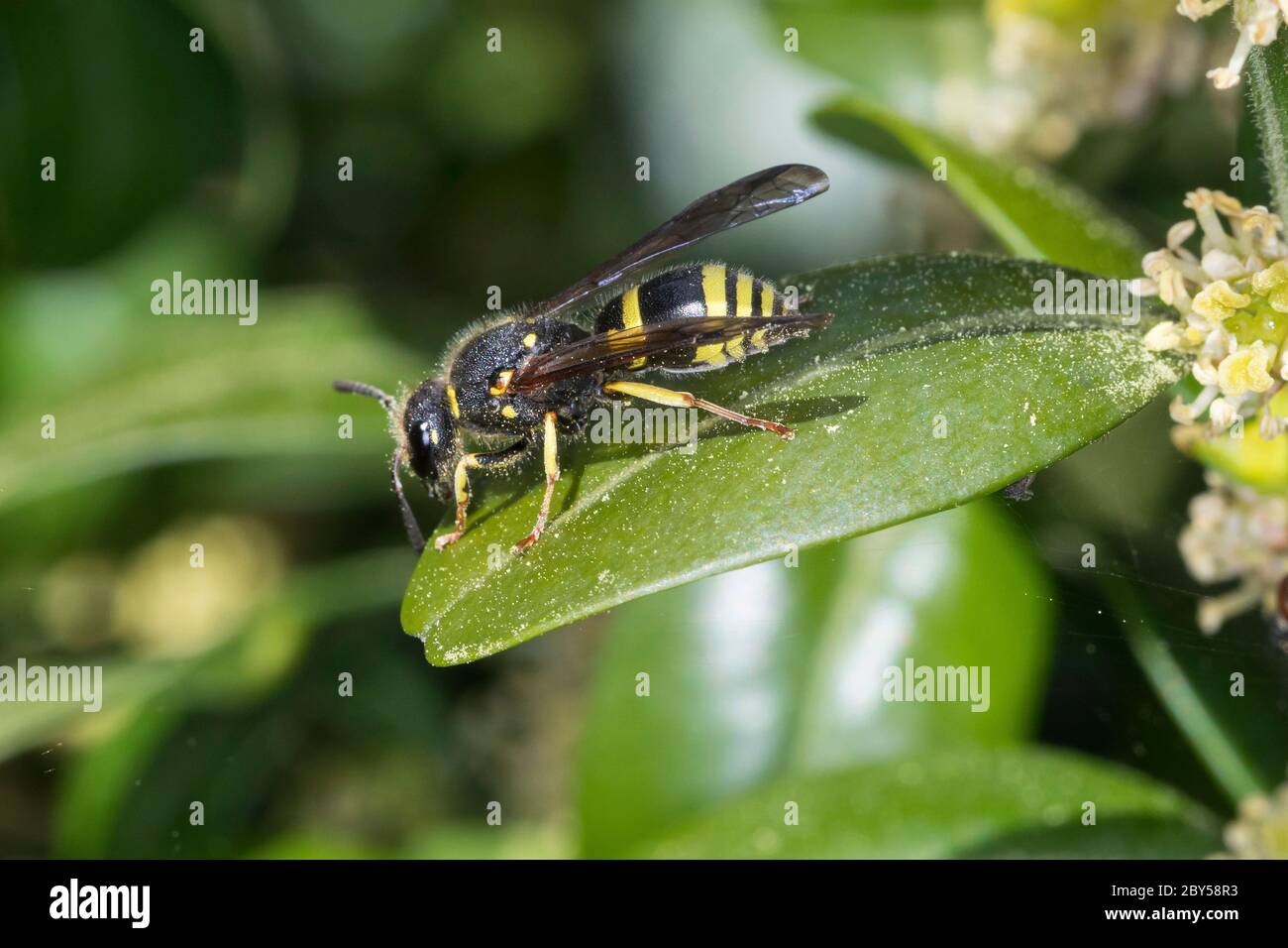 Potter wasp (Ancistrocerus nigricornis), female on boxwood flowers