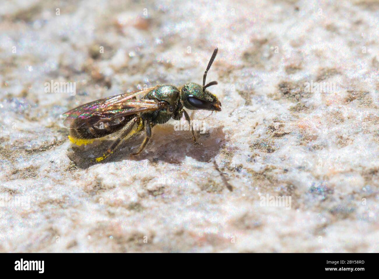 Common Green Furrow-Bee, Green Furrow-Bee (Lasioglossum morio, Evylaeus morio, Dialictus morio, Halictus morio), female, Germany Stock Photo