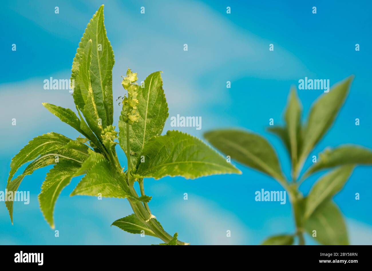 dog's mercury (Mercurialis perennis), blooming against blue background, male plant, Germany, Bavaria Stock Photo