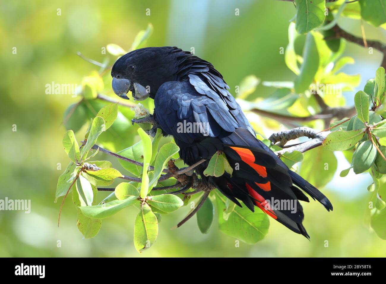 Redtailed BlackCockatoo (Calyptorhynchus banksii), perched in a tree, Australia, Townsville