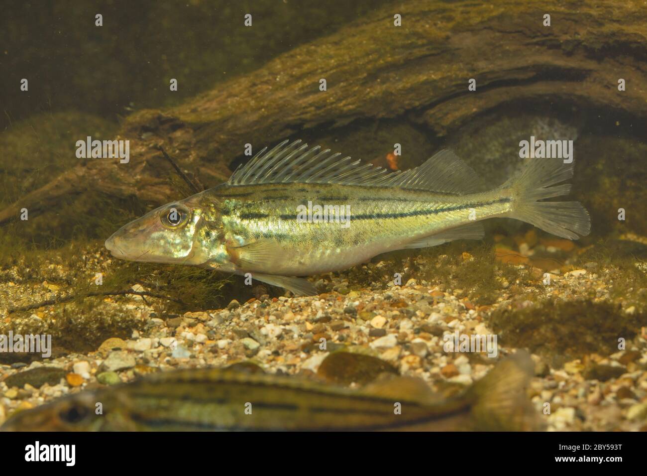 striped ruffe, schraetzer, Danube ruffe (Gymnocephalus schraetzer, Gymnocephalus schraetser), swimming Stock Photo