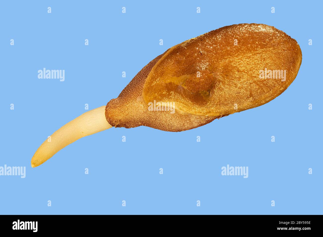 common flax (Linum usitatissimum), germinating seed, against blue