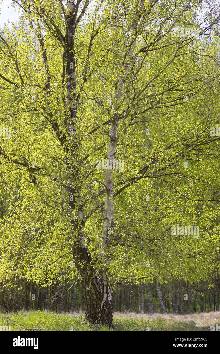 Common Birch Silver Birch European White Birch White Birch Betula Common Birch Silver Birch European White Birch White Birch Betula Pendula Betula Alba Germany 2BY5965