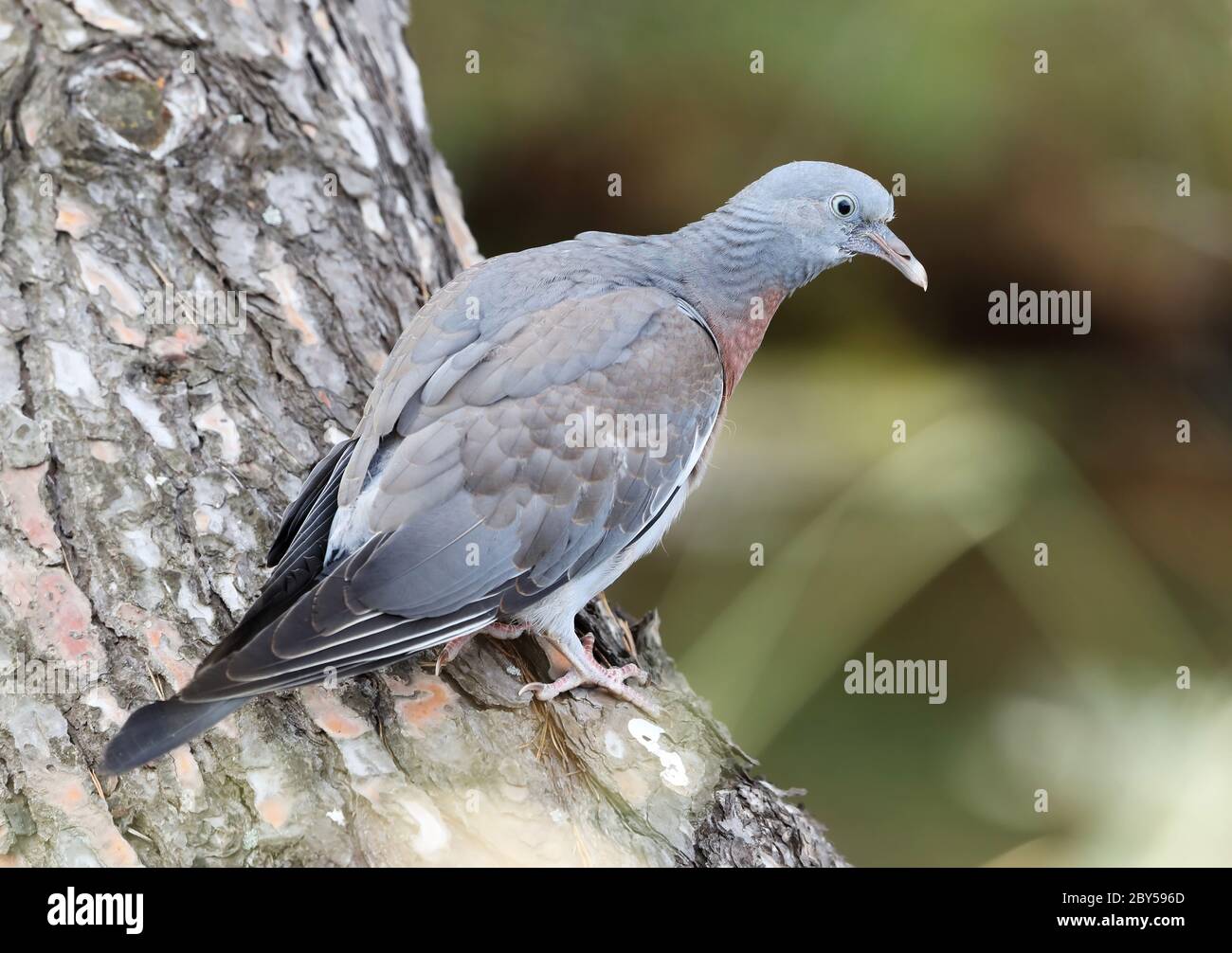 wood pigeon (Columba palumbus), Juvenile sitting on the side of a tree during summer, France Stock Photo