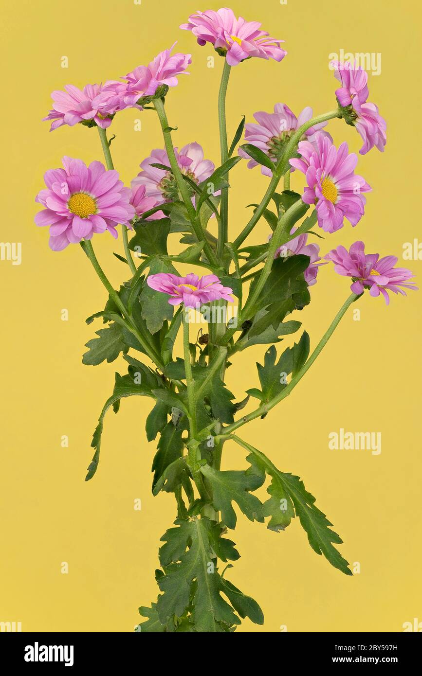 Costmary, Chinese Aster, Chrysanthemum, Mum, Garden Mum (Dendranthema x