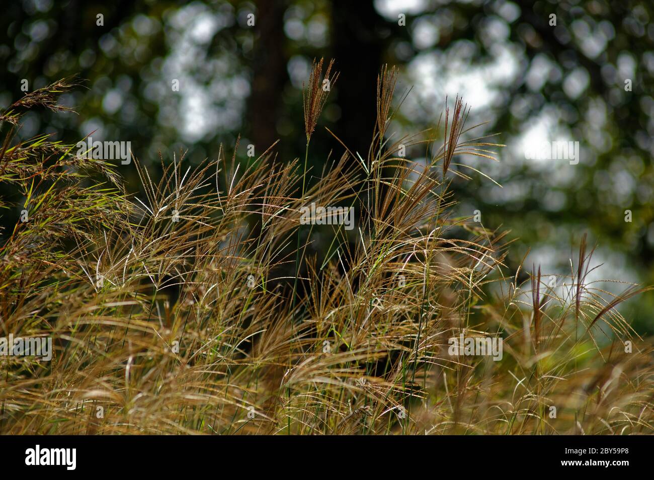 A field of golden grass blowing in the wind Stock Photo