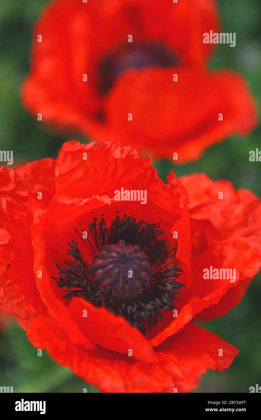 Remembrance poppy frame hi-res stock photography and images - Alamy