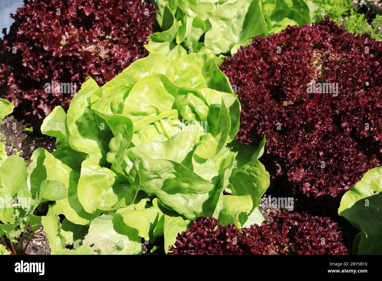 Organic lettuce and lollo rossa salad growing together in the garden Stock Photo