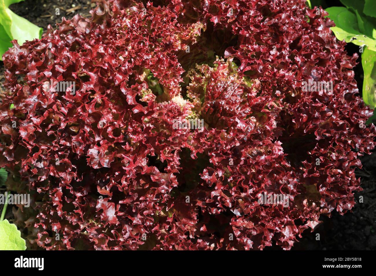 Lollo Rosso Lettuce Growing Vegetable Garden High Resolution Stock ...