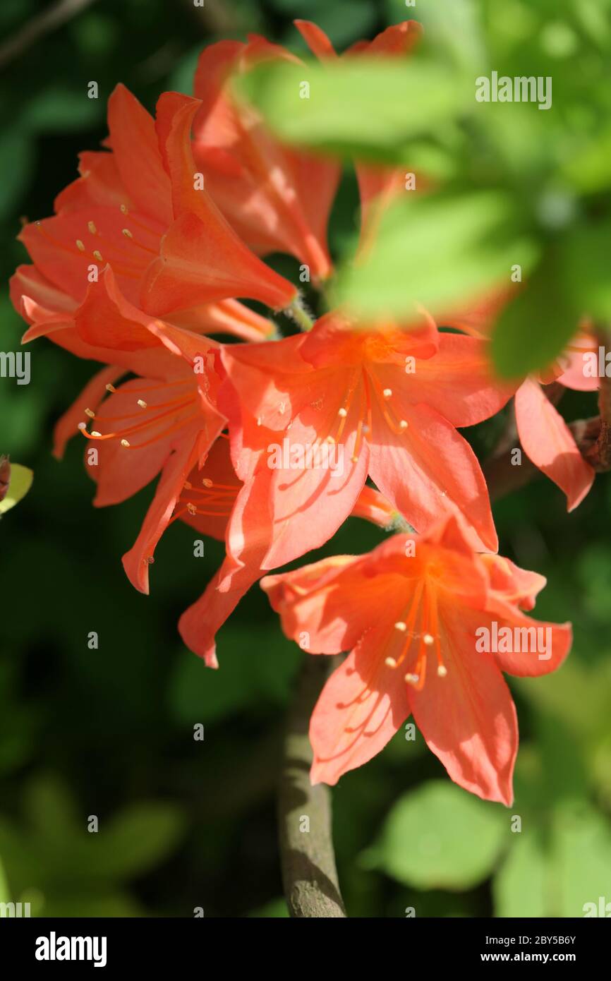 Flowers, Rhododendron Hybrid Stock Photo