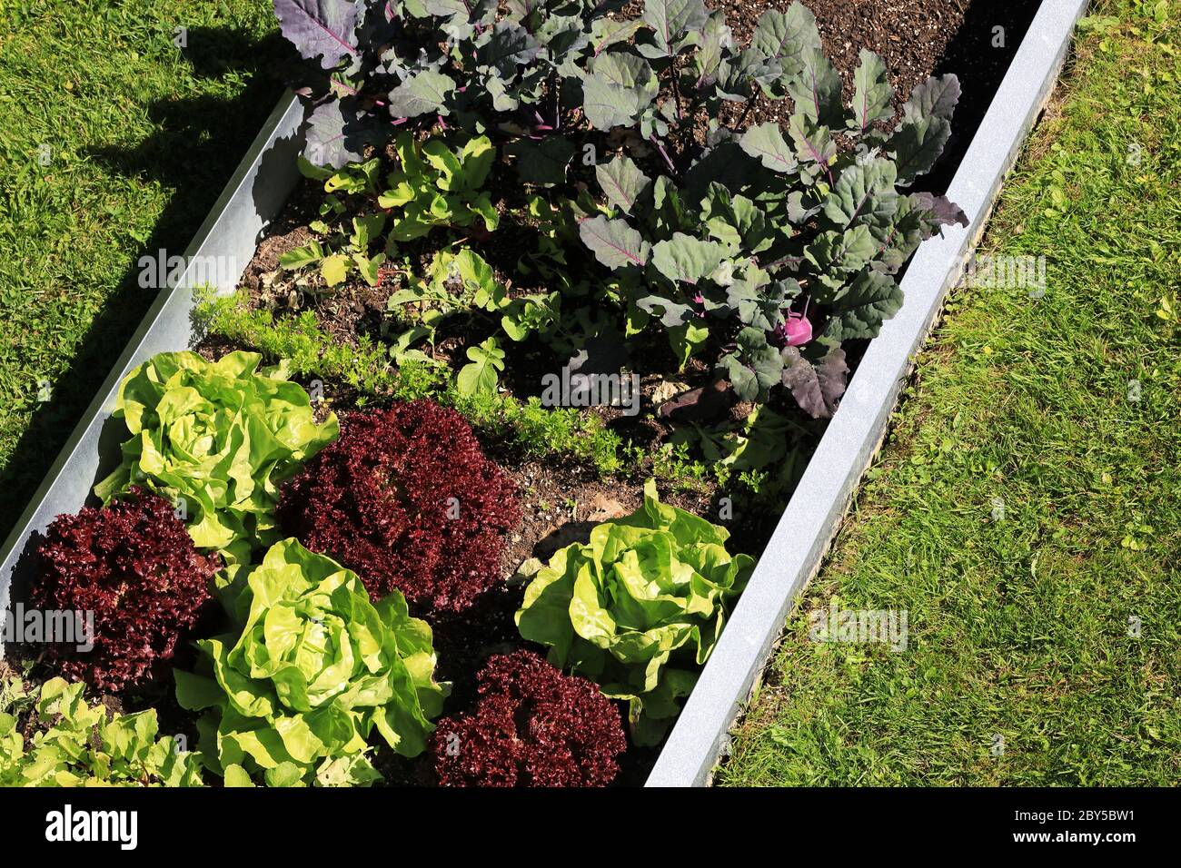 Garden with organic lettuce salad and vegetables and slug protection ...