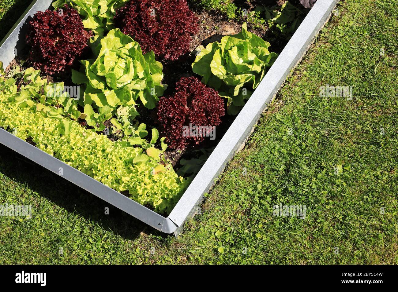 Garden with organic lettuce salad and vegetables and slug protection fence Stock Photo