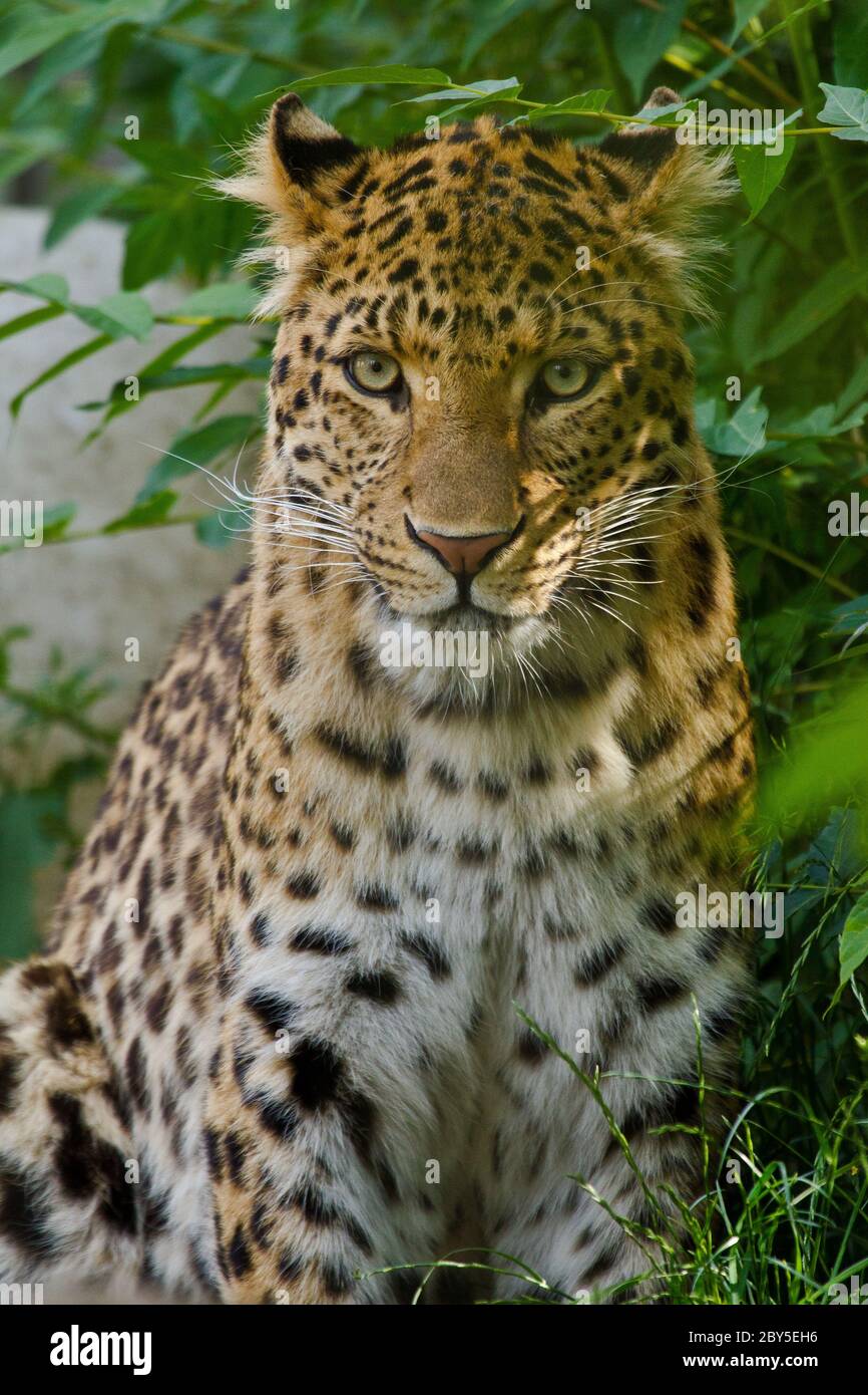 Northern Chinese leopard (Panthera pardus japonens Stock Photo