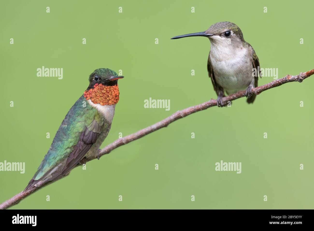 A male and female ruby-throated hummingbird perched. Stock Photo