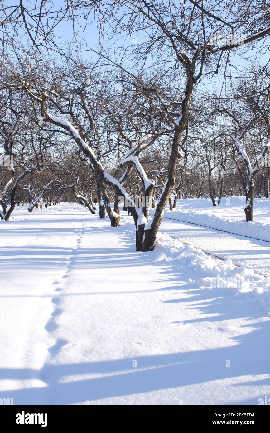 Snow-clad Tree Stock Photo