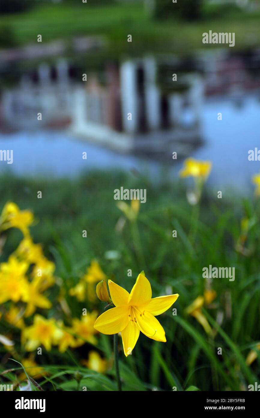 yellow flowers in a pond Stock Photo - Alamy