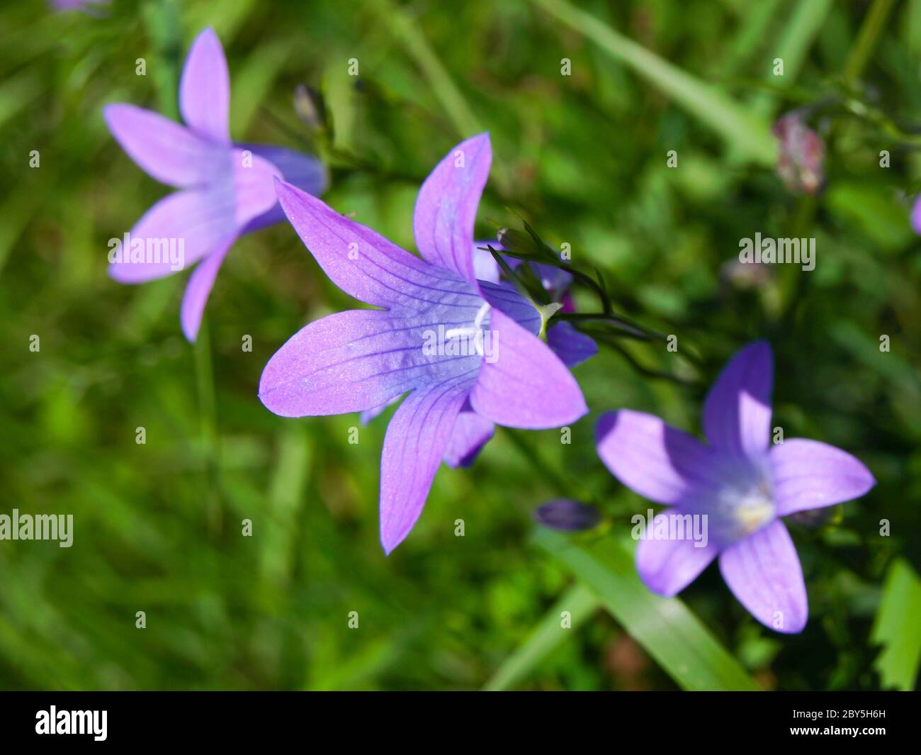 Violet campanula flower on green grass background Stock Photo