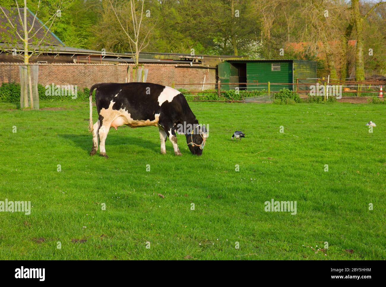 black and white cow eating grass Stock Photo Alamy