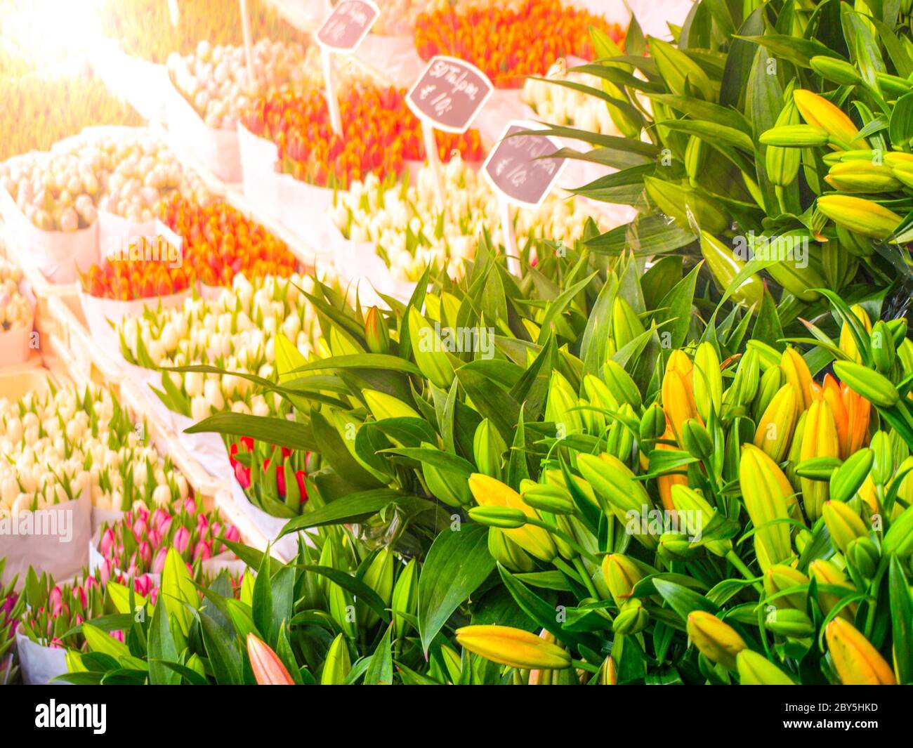 Dutch tulip market. Multicolored flowers for sale, Amsterdam, Netherlands Stock Photo