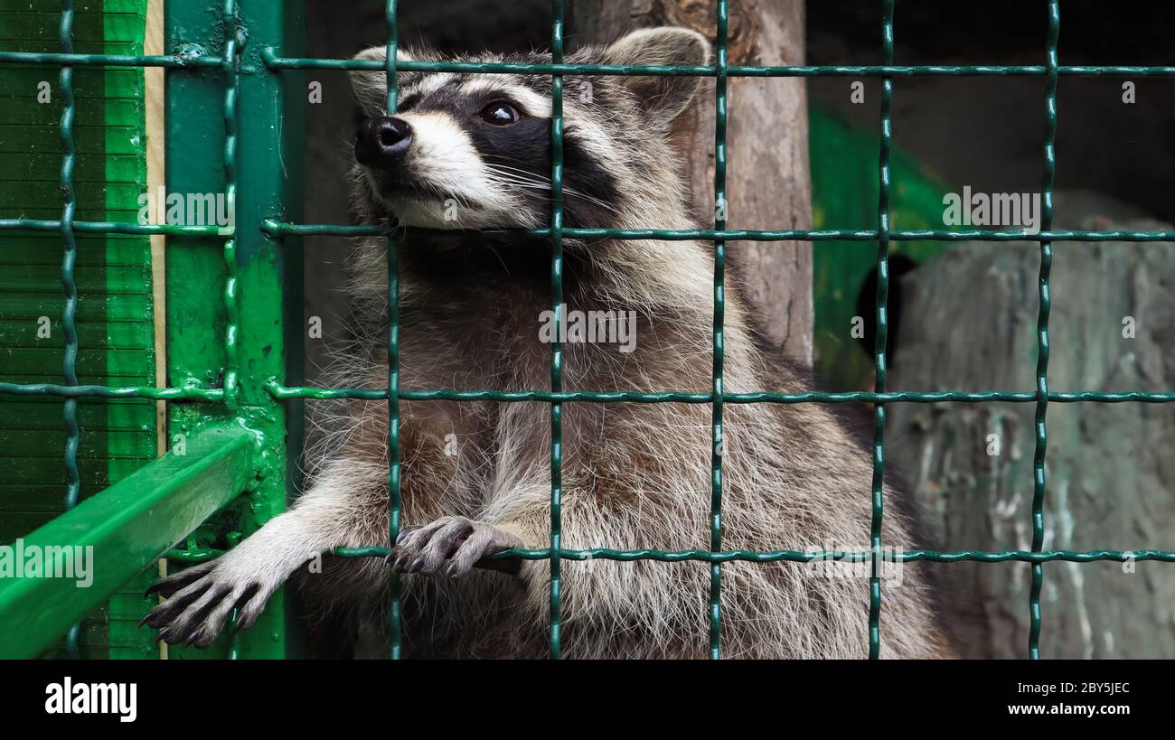 https://c8.alamy.com/comp/2BY5JEC/a-raccoon-in-a-cage-in-a-zoo-is-scanning-the-grill-portrait-of-a-raccoon-looking-at-the-camera-without-touching-the-eyes-genus-of-predatory-mammals-2BY5JEC.jpg
