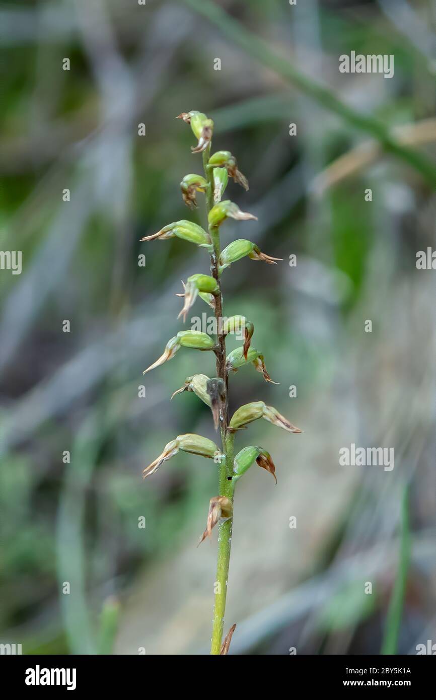 Corunastylis despectans, Sharp Midge-orchid Stock Photo