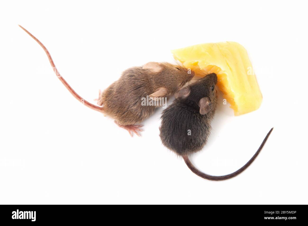 Mice and cheese Stock Photo Alamy