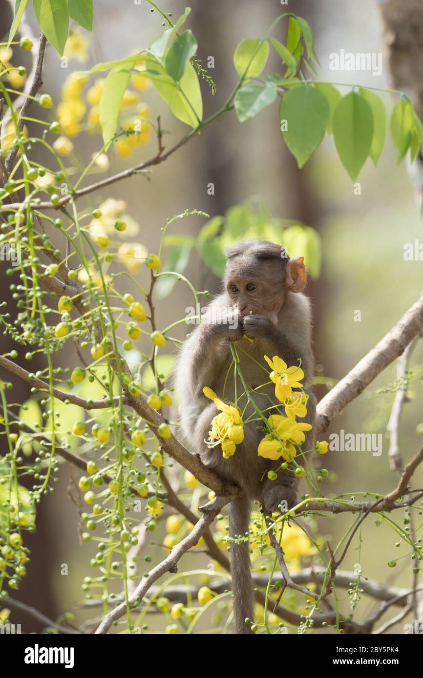 Monkey sitting on the branch of  Cassia fistula tree, eating Cassia fistula, in blossom background. Stock Photo