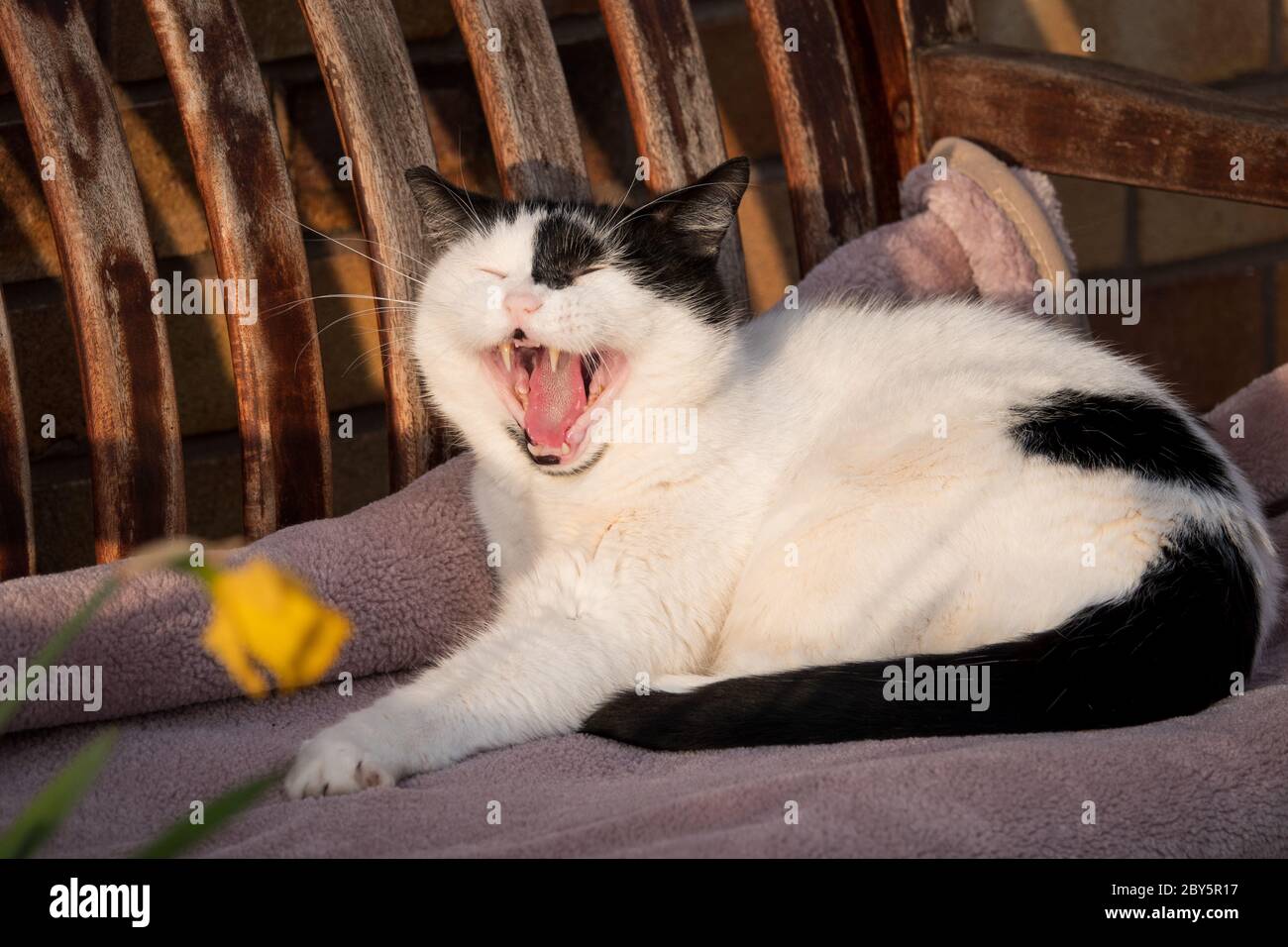 Cat lying down yawning. Stock Photo