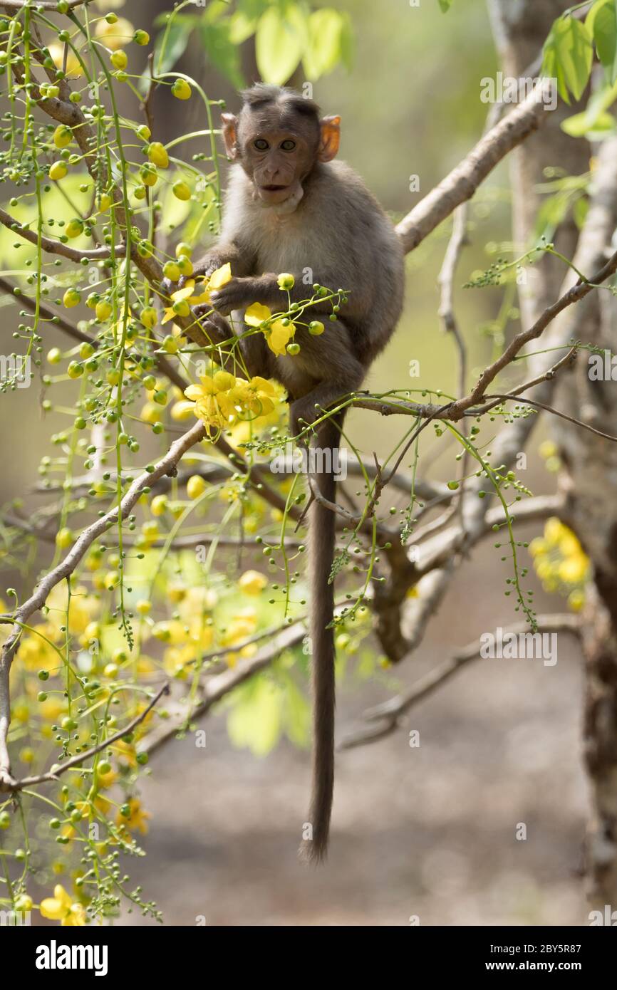 Monkey sitting on the branch of  Cassia fistula tree, eating Cassia fistula, in blossom background. Stock Photo