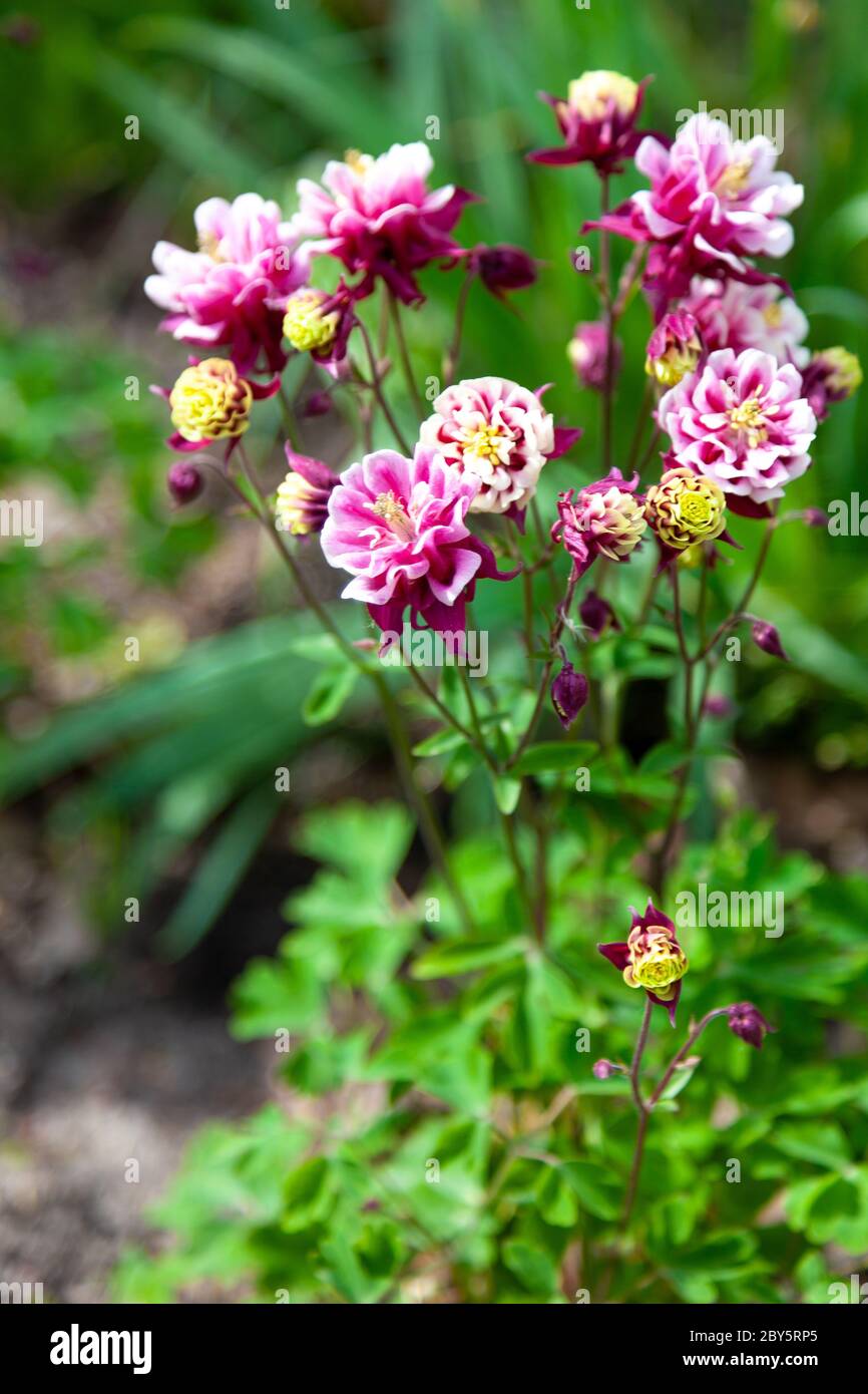 Beautiful garden flower in the summer. Aquilegia blue, pink, purple bud. Is also called an eagle or a catchment. Genus of perennial herbaceous plants Stock Photo