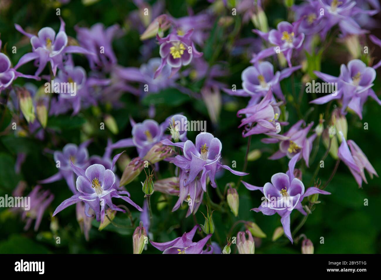 Beautiful garden flower in the summer. Aquilegia blue, pink, purple bud. Is also called an eagle or a catchment. Genus of perennial herbaceous plants Stock Photo
