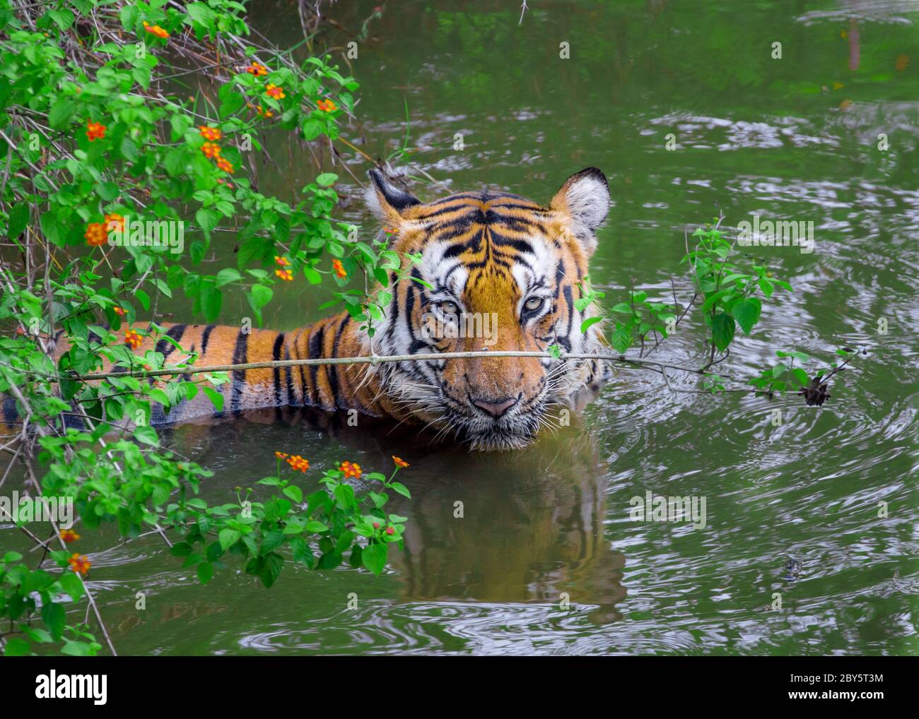 Tiger in jungle resting after meal, with aggressive face. Stock Photo