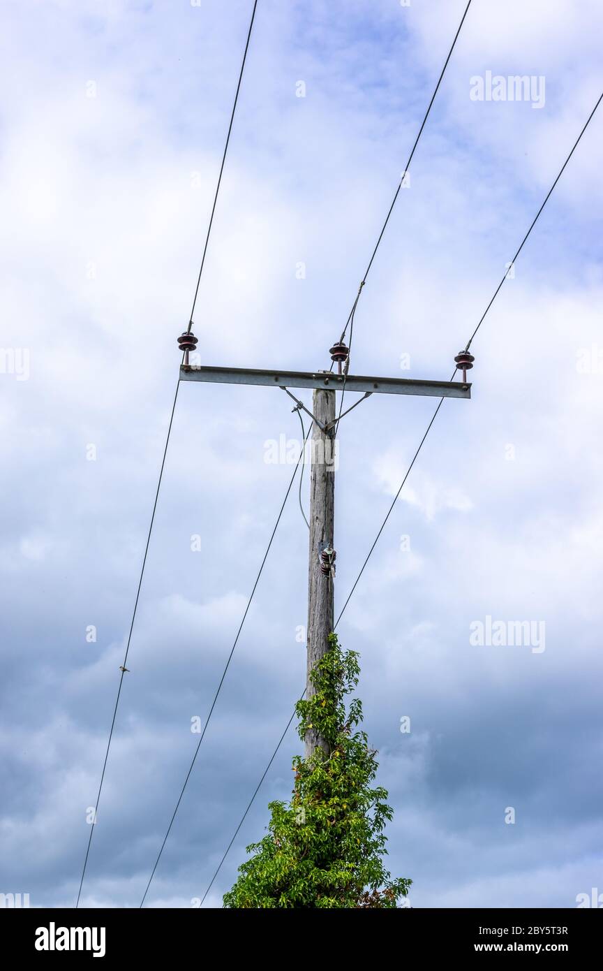 Wooden telegraph pole style power line with 3 wires and a creeping vine with a cloudy sky Stock Photo
