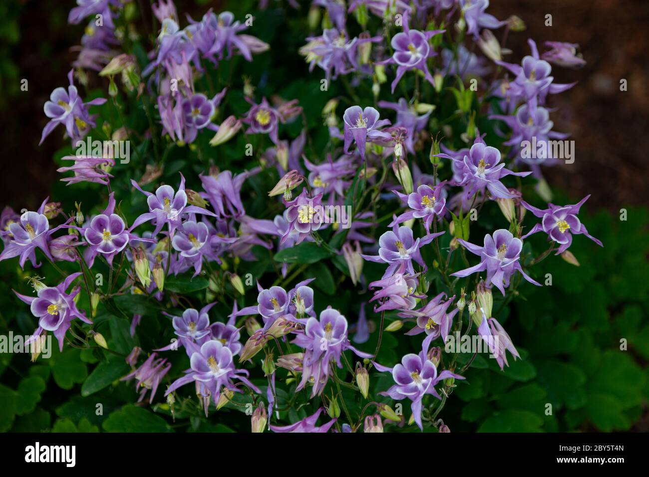Beautiful Garden Flower In The Summer Aquilegia Blue Pink Purple Bud Is Also Called An Eagle Or A Catchment Genus Of Perennial Herbaceous Plants Stock Photo Alamy