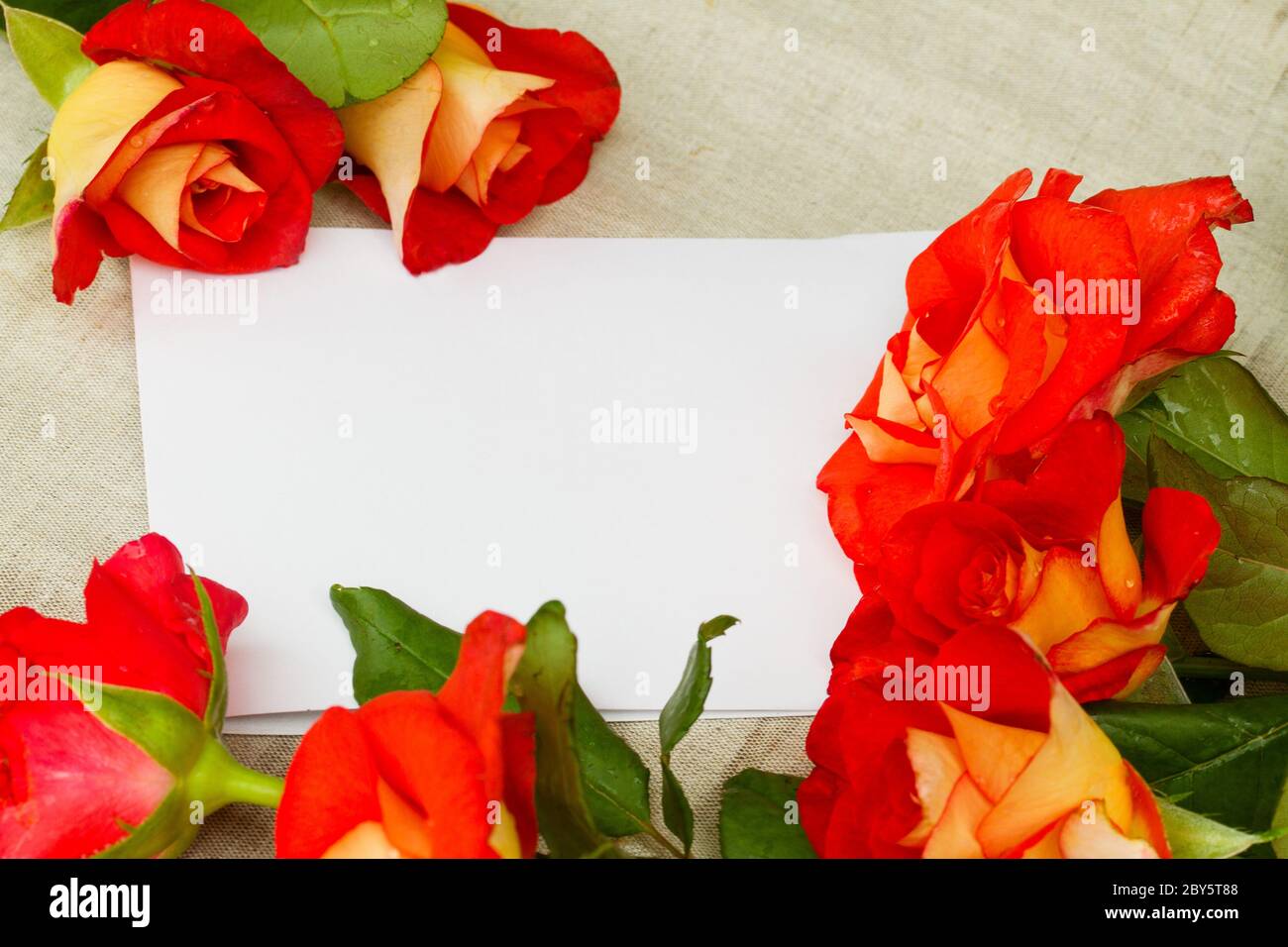 Blank card beautiful roses hi-res stock photography and images - Alamy