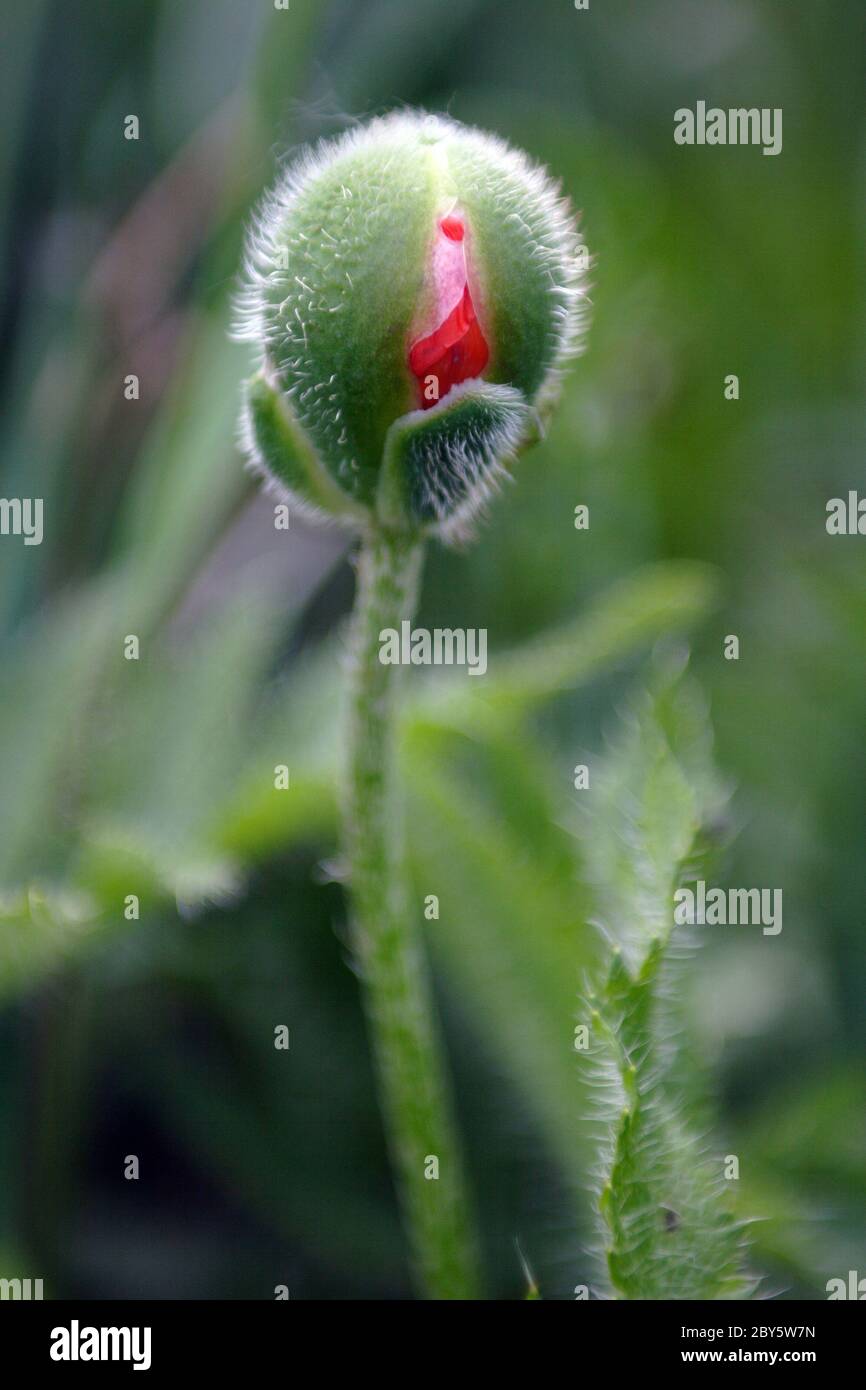 Poppy green bud floral hi-res stock photography and images - Alamy