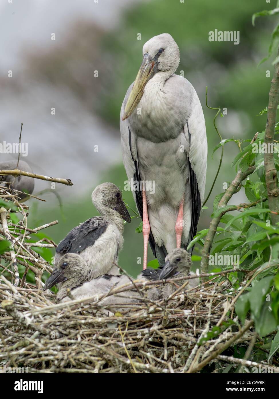 Asian open bill stork in its nest with Chick Stock Photo