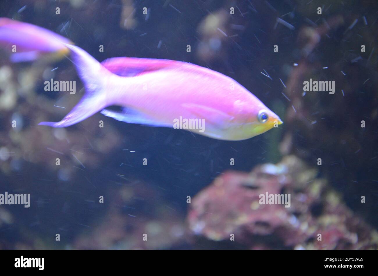 Tropical fish in aquarium, Berlin Stock Photo