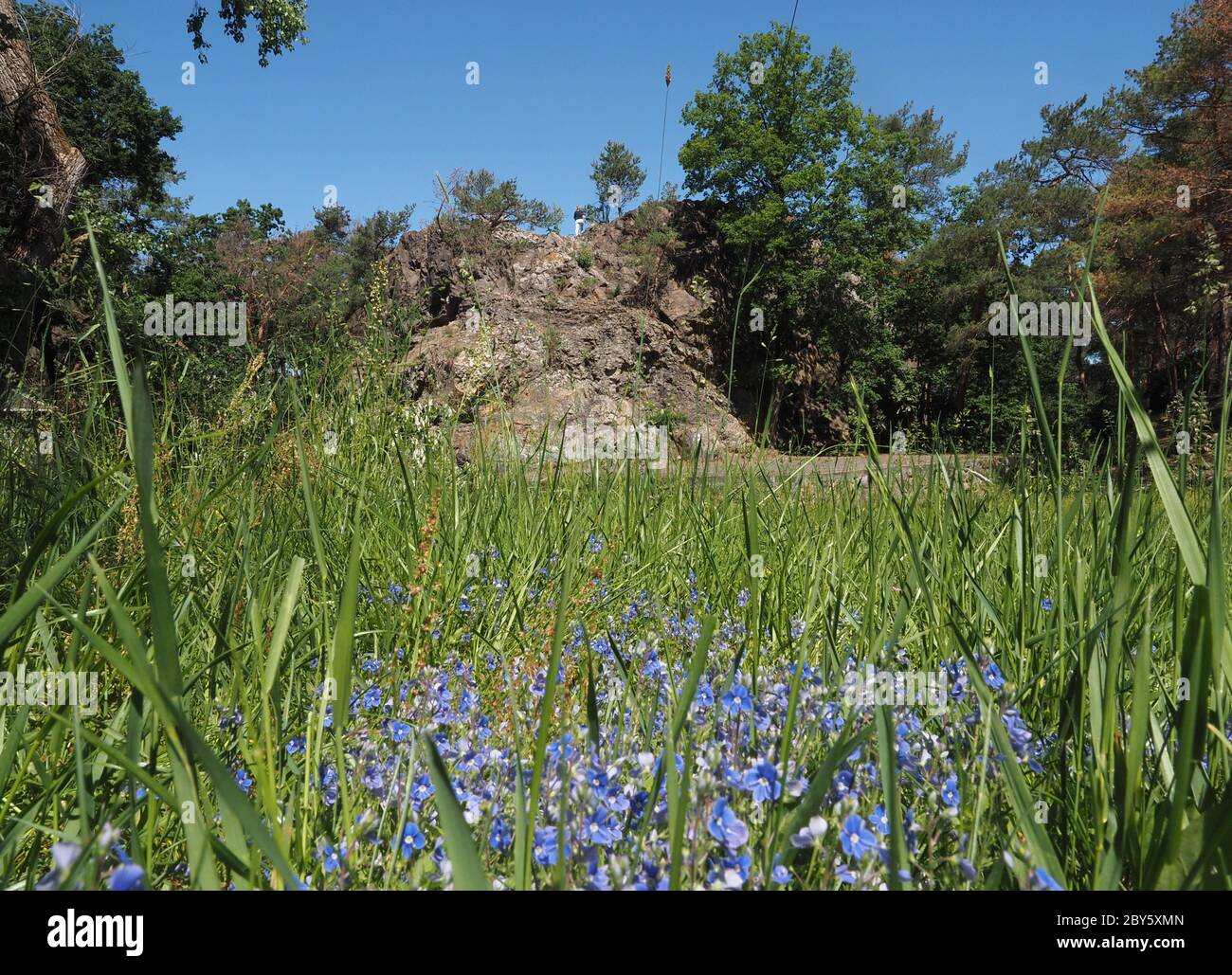01 June 2020, Brandenburg, Uebigau-Wahrenbrück: The Rothstein Rock in a wooded area in the Brandenburg district of Elbe-Elster northeast of Bad Liebenwerda behind a meadow with flowers of the species Gamander speedwell (Veronica chamaedrys) or Männertreu. The natural rock near the village of Rothstein consists of Grauwacke (sedimentary rock) and has been protected as a natural monument since 1915. According to the Berlin-Brandenburg climbing and bouldering guide, 30 climbing routes of difficulty levels 1 to 8 (UIAA) lead to the summit of the approximately 15-metre-high rock, which are partiall Stock Photo