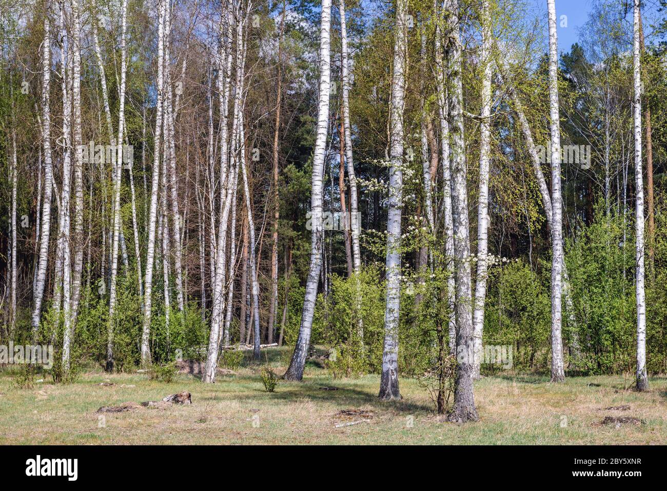 Birch trees groove in Wegrow County, Poland Stock Photo - Alamy