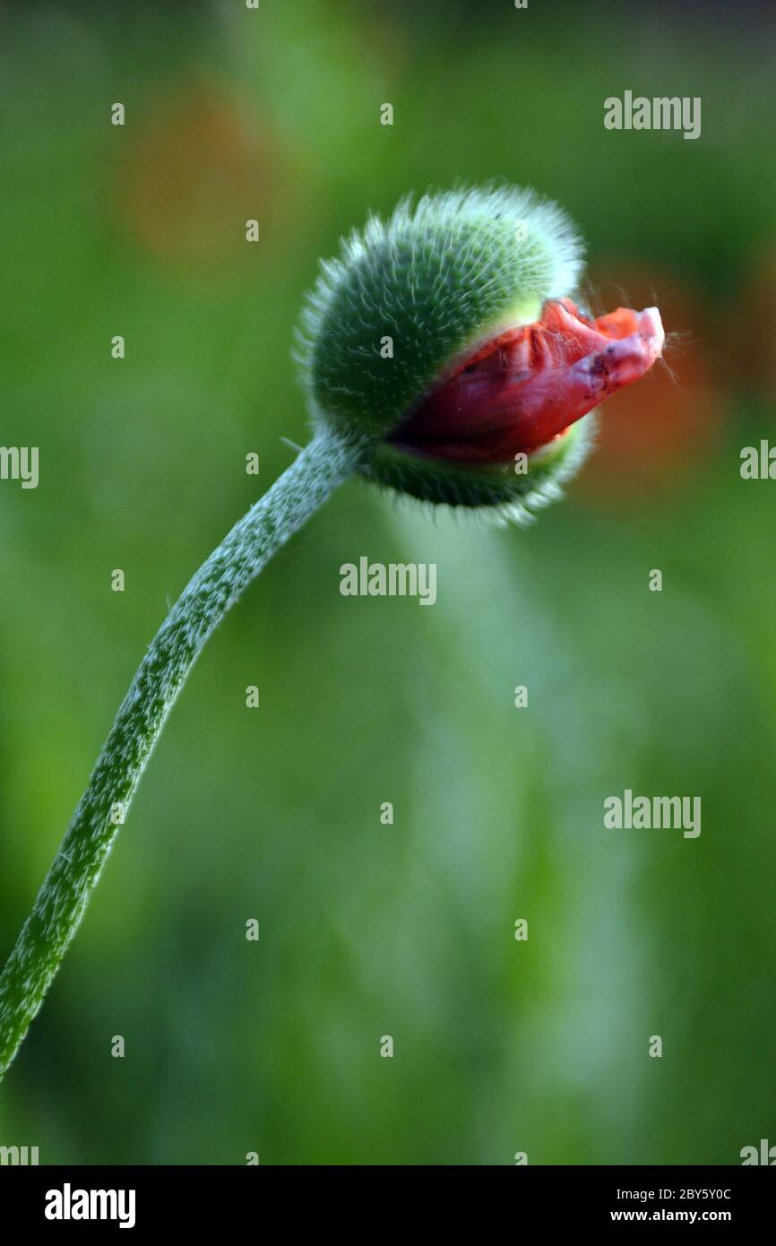 Hand drawn poppy hi-res stock photography and images - Alamy