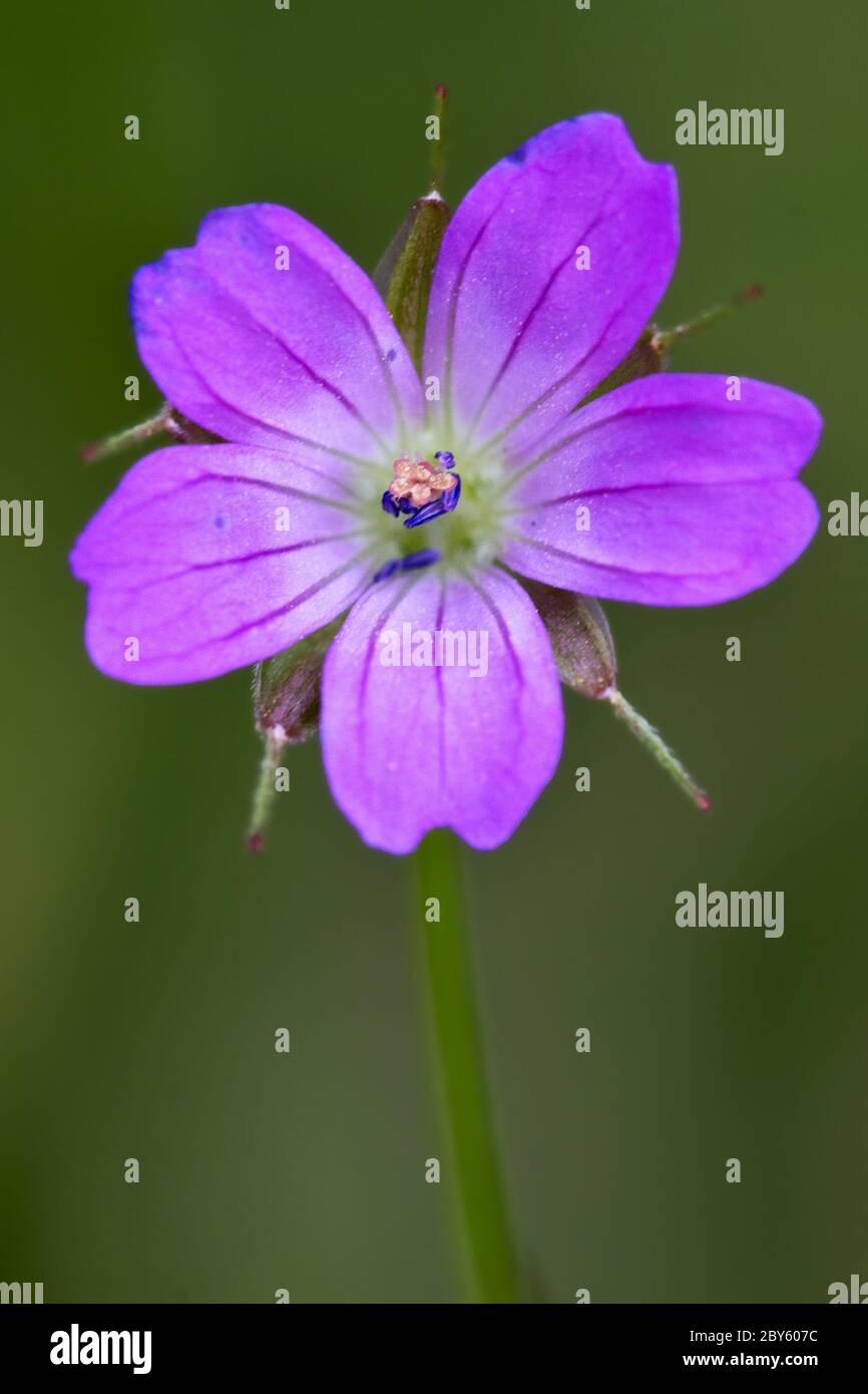 Polline verde hi-res stock photography and images - Alamy