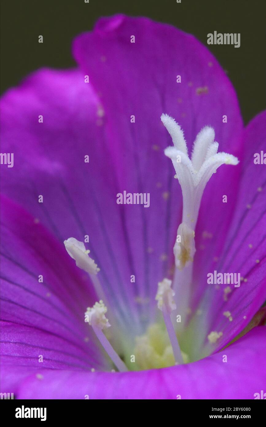 Polline api hi-res stock photography and images - Alamy