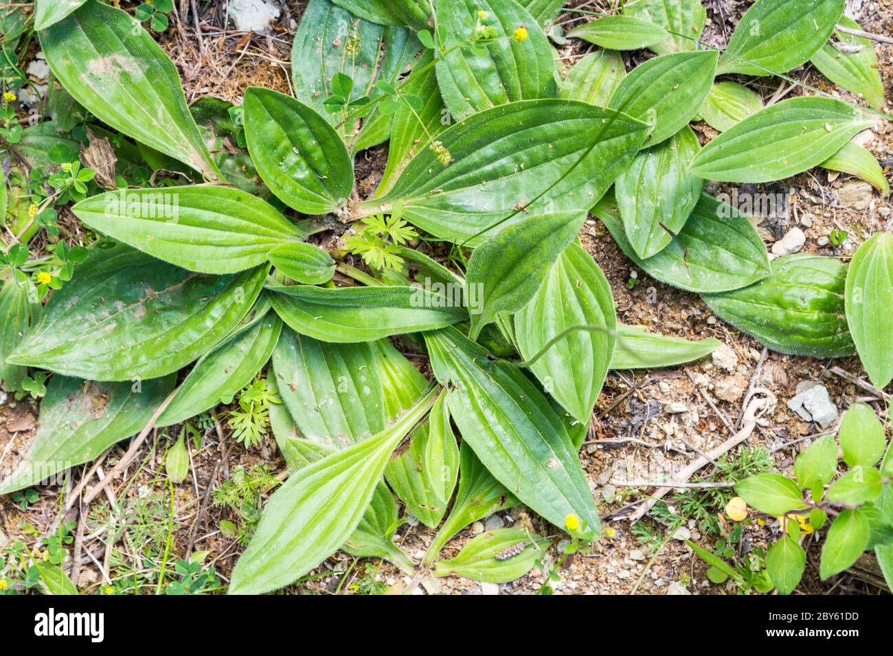 Broadleaf or graeter plantain, white man's foot (Plantago major) top view in spring, Hungary, Europe Stock Photo