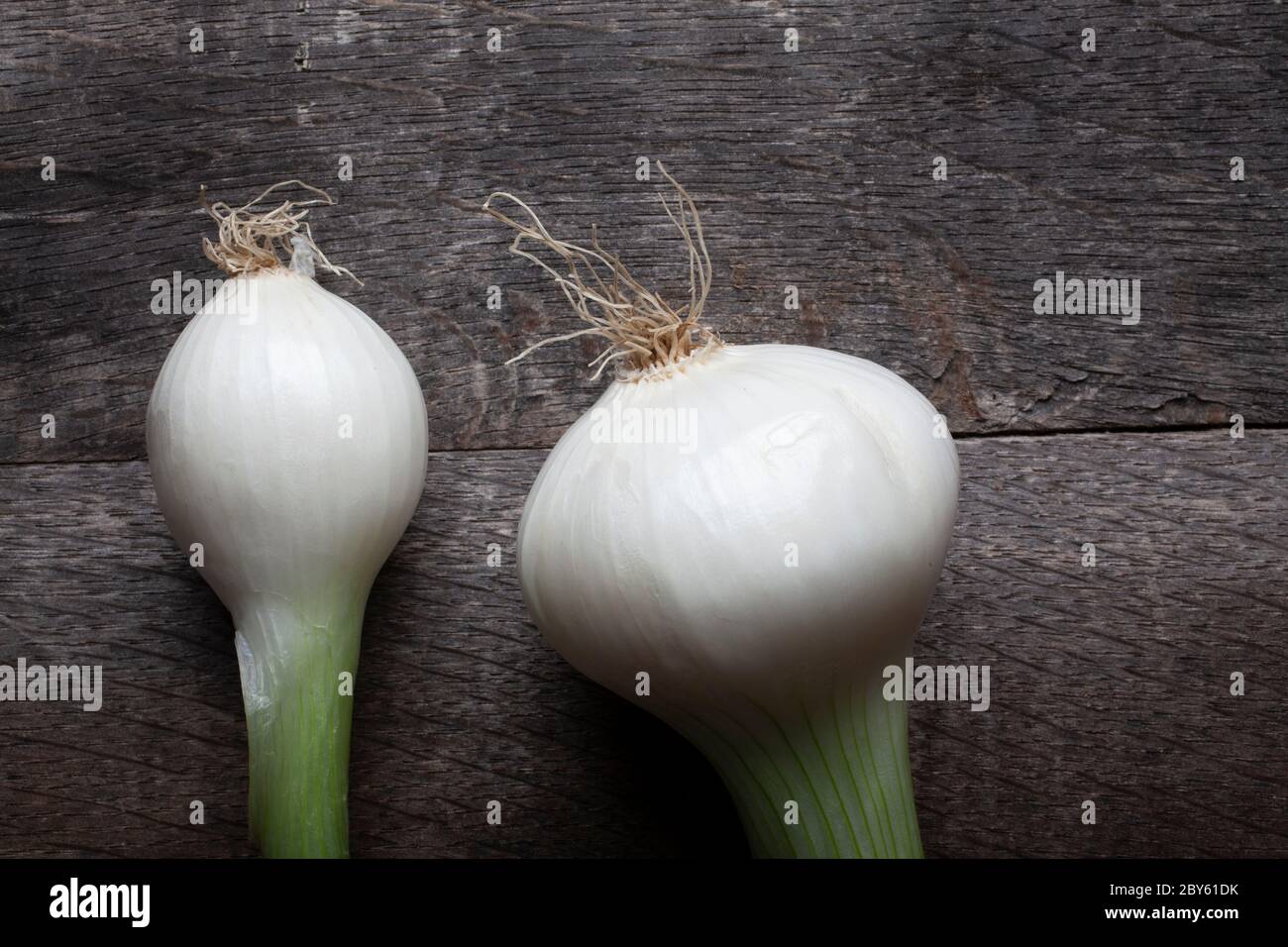 Studio Shot of Two White  Onion on Wooden Background Stock Photo