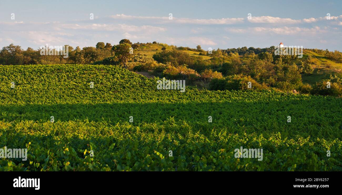 Vineyard in Austria Stock Photo