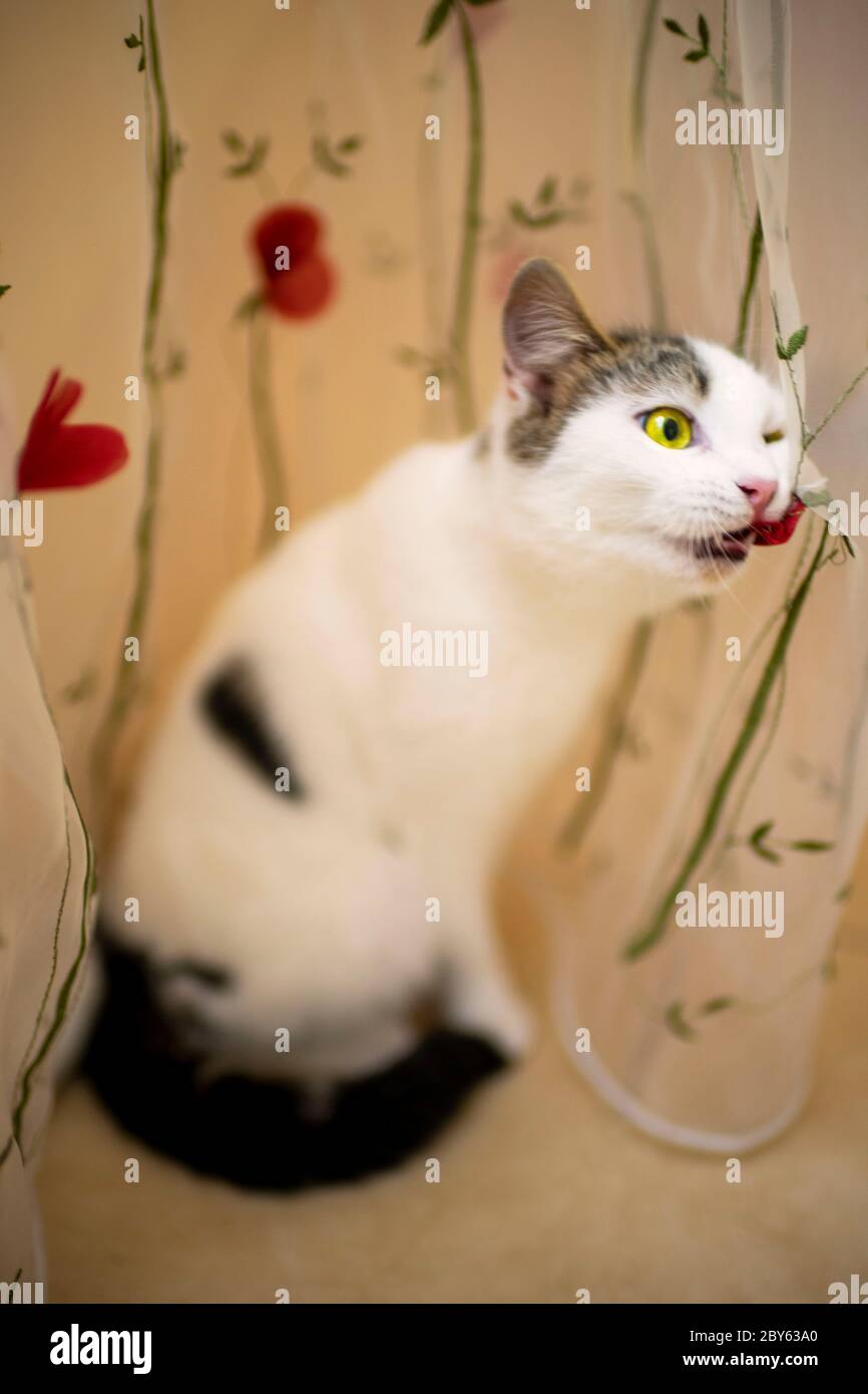 A funny white cat sits on the floor near a tulle with red flowers and bites roses Stock Photo
